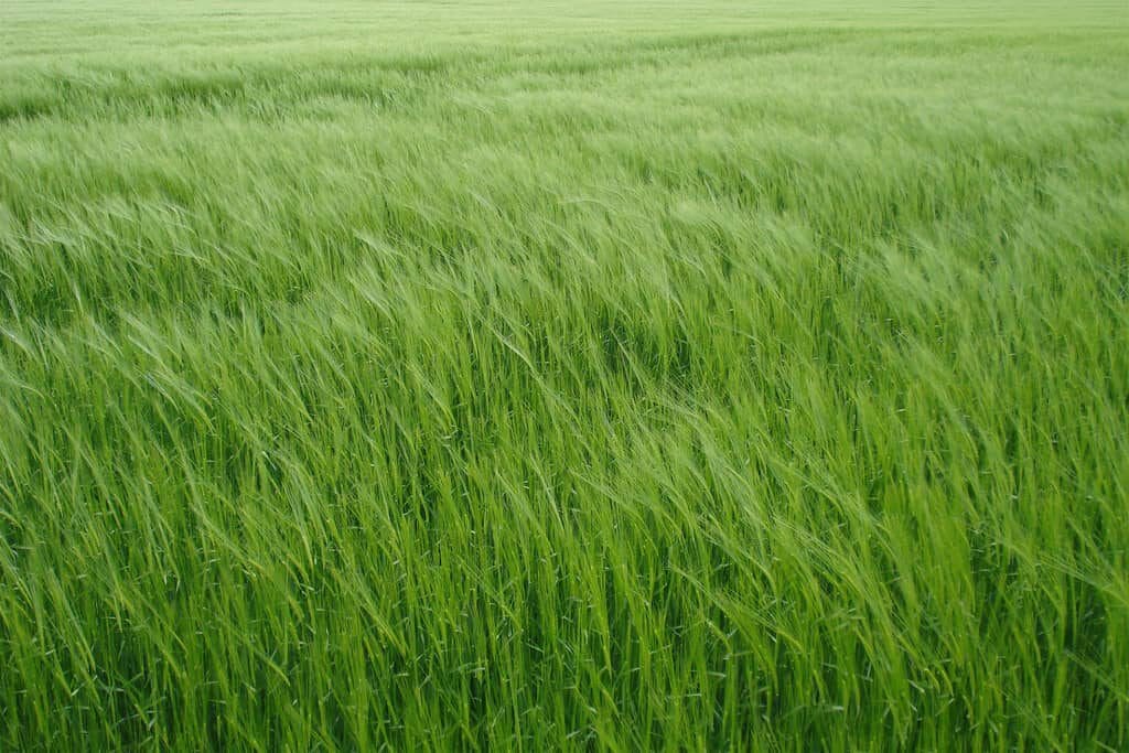 verde recém-colhida cevada