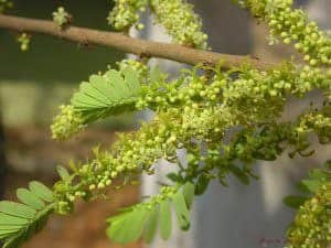 Amla
