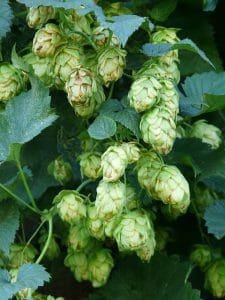 cones de lúpulo