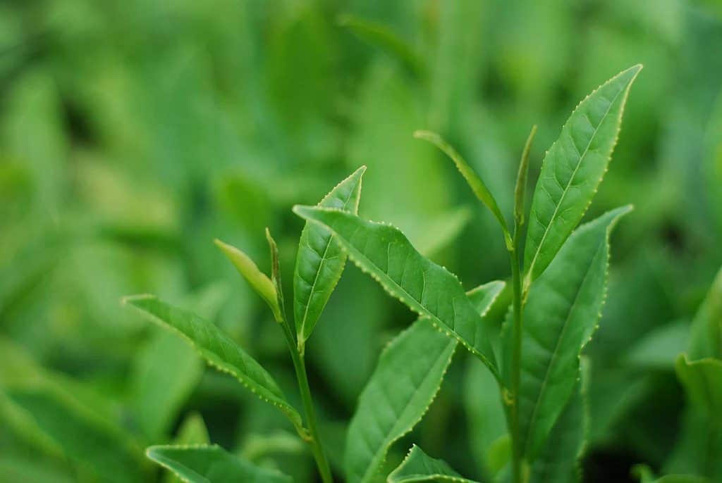 Chá verde