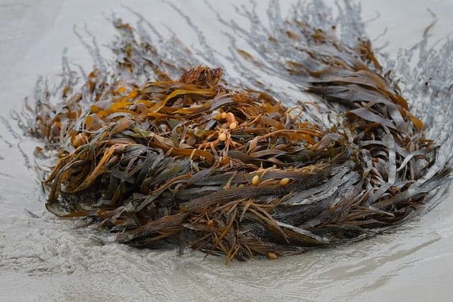 Fucus vulgaris