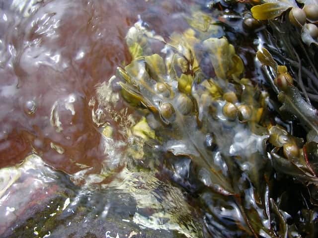 Fucus vulgaris