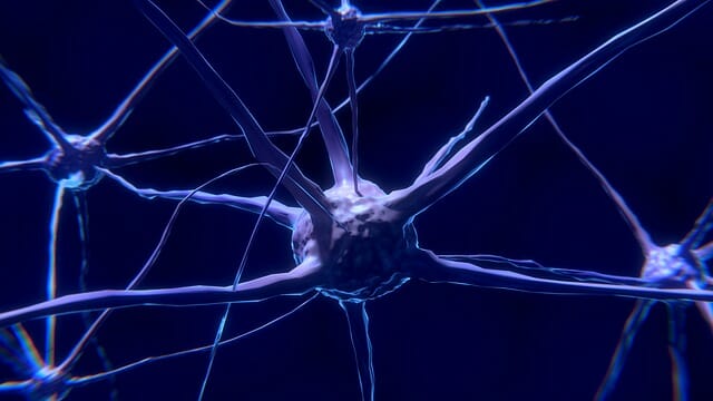 neurónio, célula nervosa