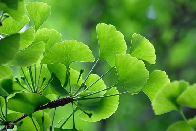 Folhas de Ginkgo biloba
